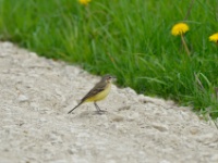 2016-05-14 14h17m27 - Gele Kwikstaart - Pierre Bernard